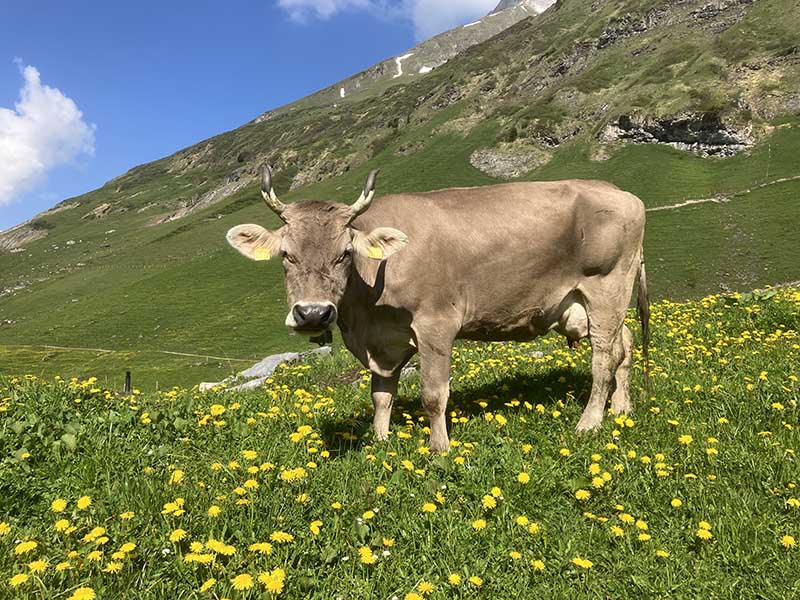 Kuh auf Alpwiese