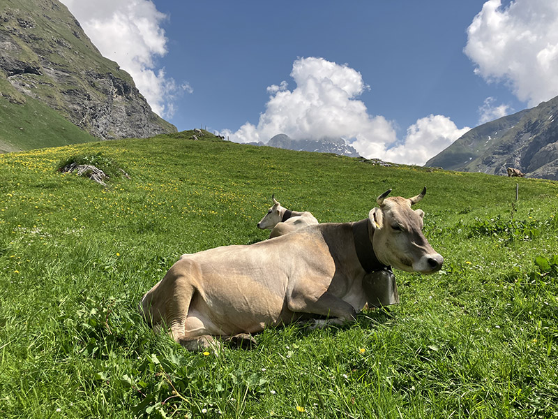 Kühe auf Alpwiese