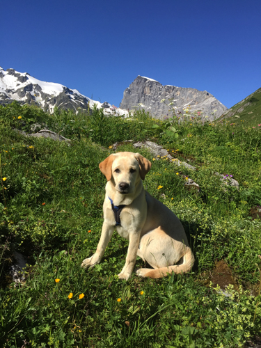 Hund auf der Alp Hobiel, Surenen